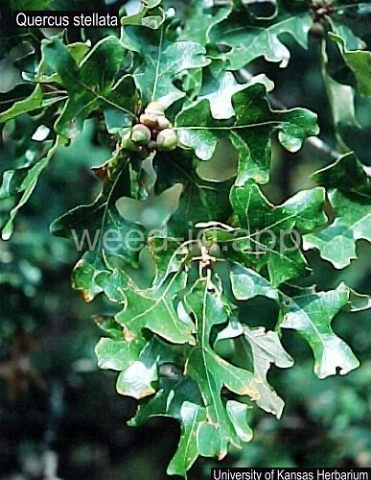 oak, post